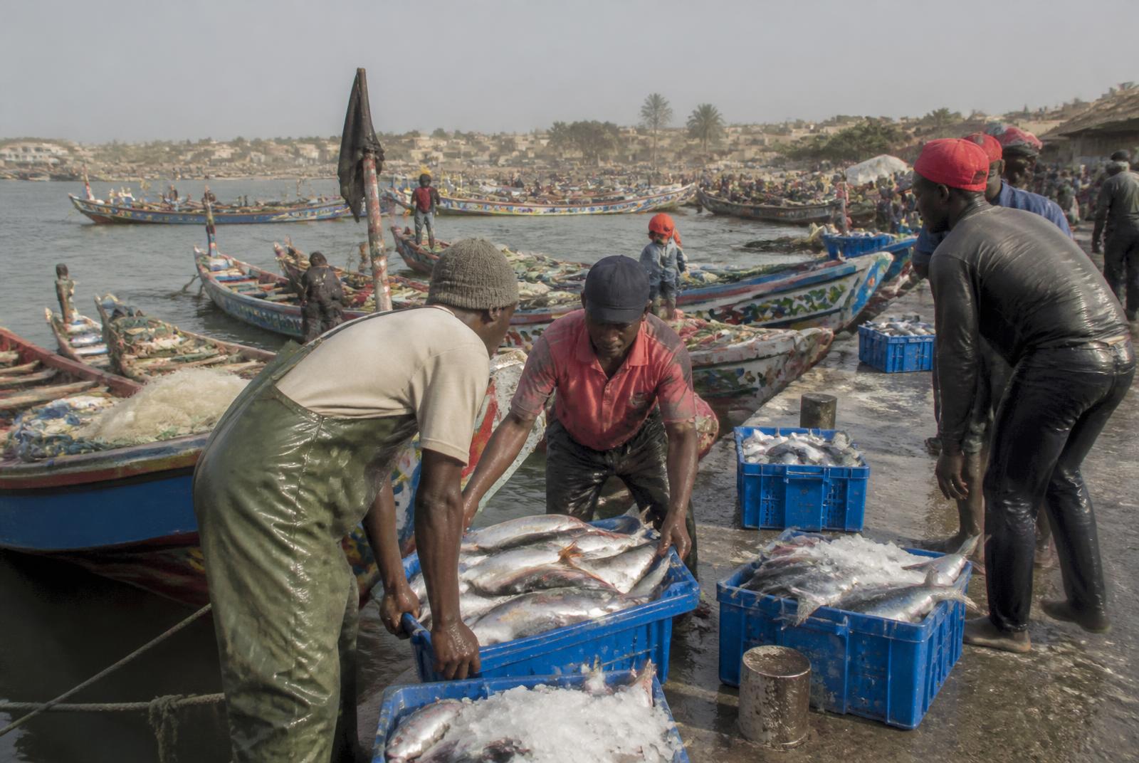 Fishermen unloading crates of fresh fish at a West African landing harbour